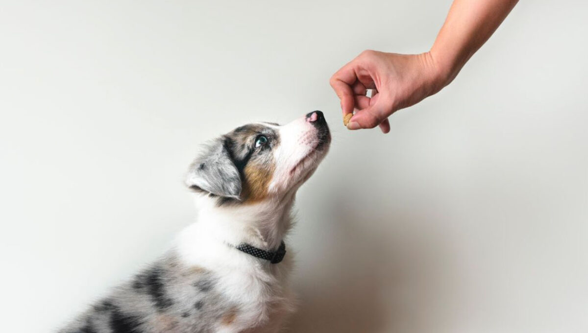 Tiergestützte Pädagogik